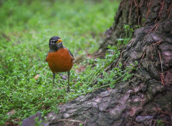 Robin buscando comida en el suelo del bosque — Foto de Stock