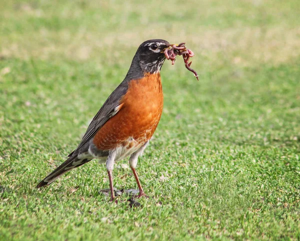 En ganska robin på gräs med ett gäng maskar — Stockfoto