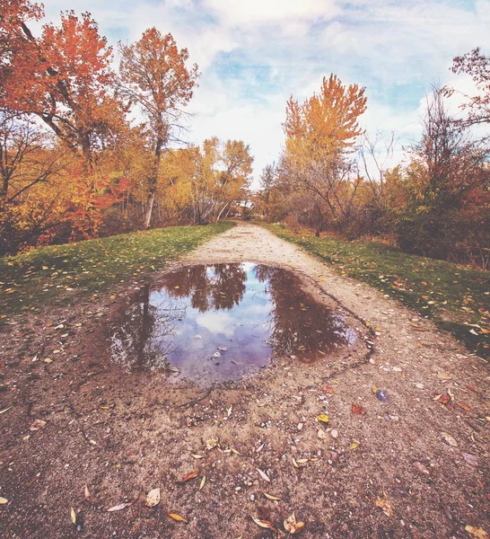 Un grande arancio pieno di foglie nel parco — Foto Stock