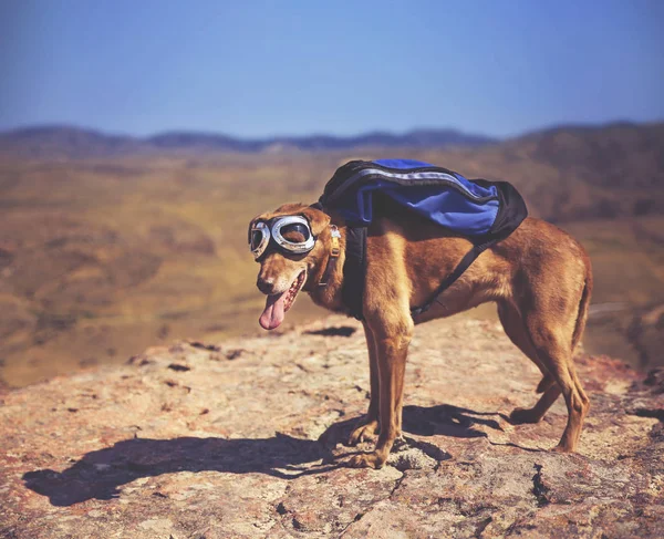 Dog standing on a mountain top with backpack — Stock Photo, Image