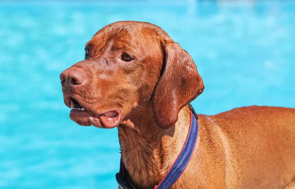 Perro divertirse en la piscina — Foto de Stock