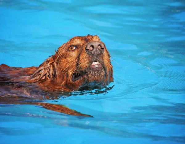 Psí zábava v bazénu — Stock fotografie