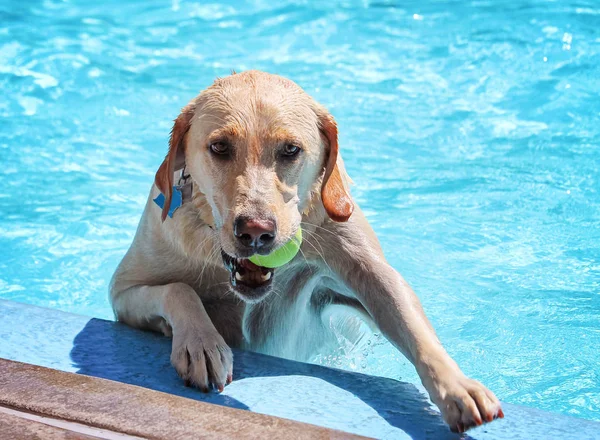 Hond plezier bij zwembad — Stockfoto