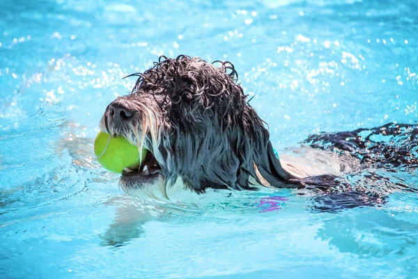 Havuzda eğleniyor köpek — Stok fotoğraf
