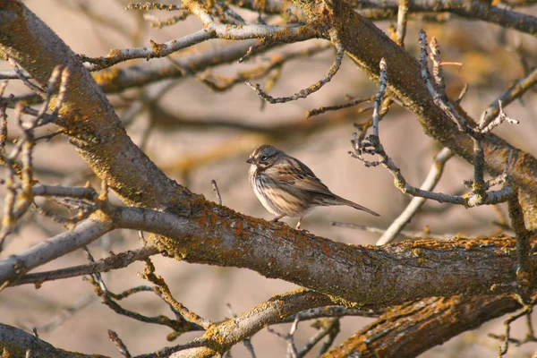 Roztomilý sparrow sedí na stromě — Stock fotografie
