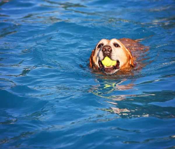 Hund att ha roligt i poolen — Stockfoto