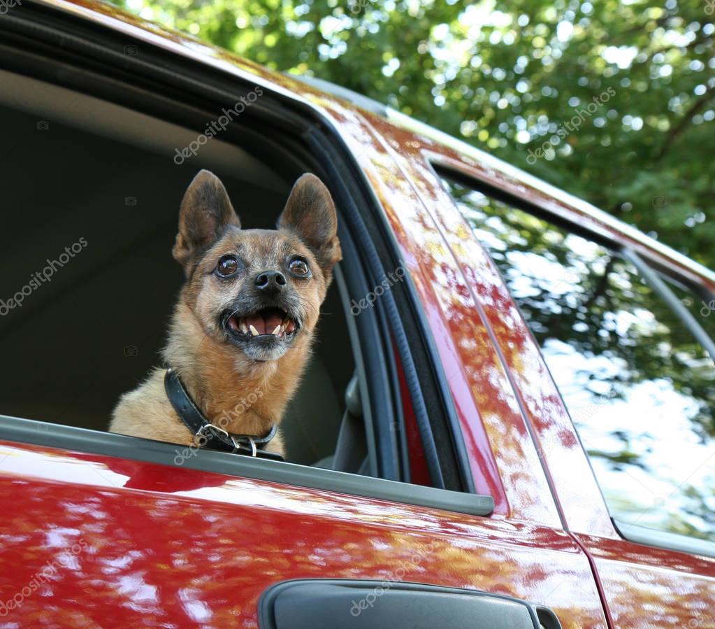 chihuahua pug mix in a red vehicle