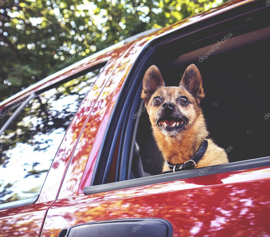 chihuahua pug mix in a red vehicle
