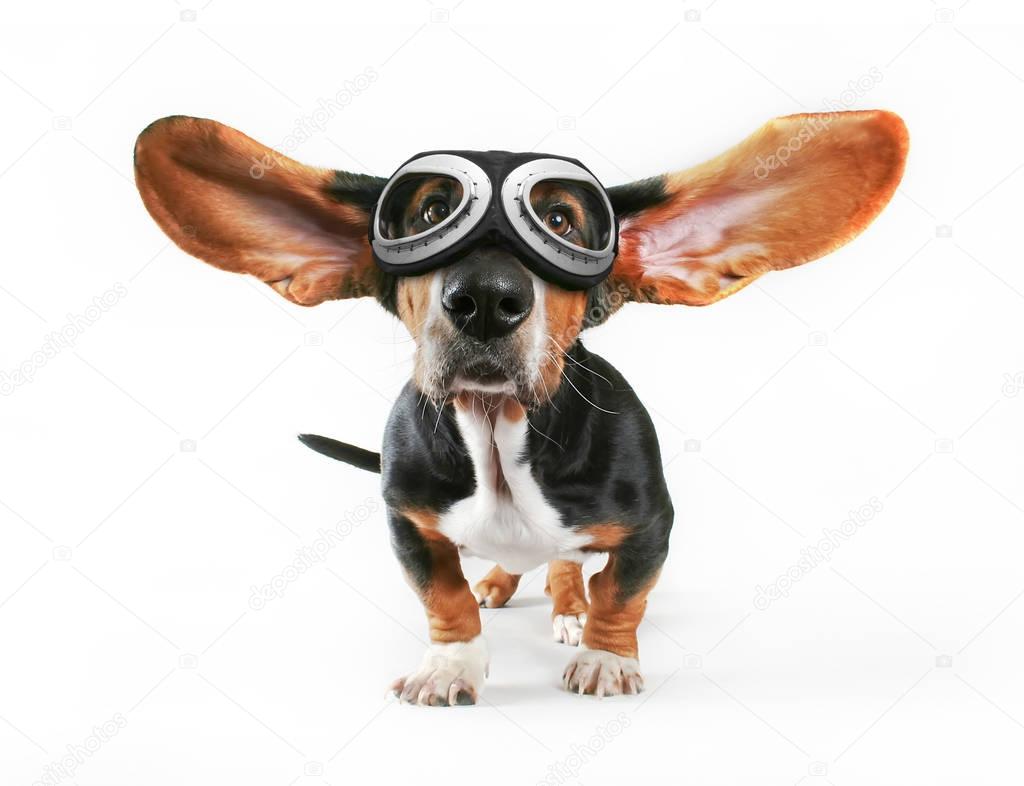 a basset hound with his ears flying away wearing goggles  