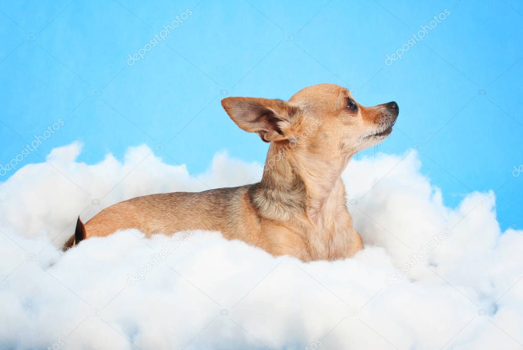  a cute chihuahua on clouds