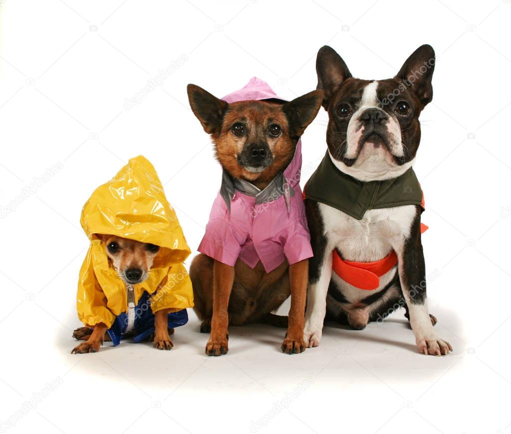 Three dogs in rain jackets