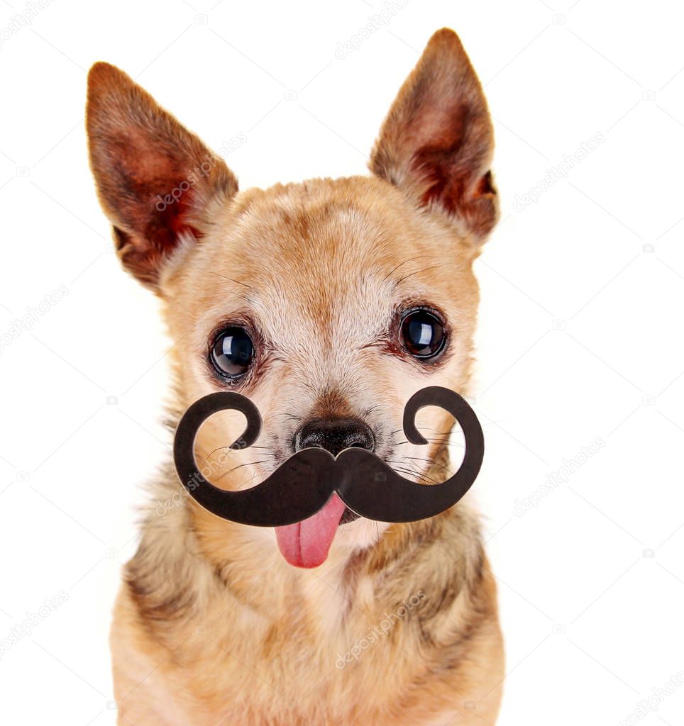  a cute chihuahua with a photo booth mustache