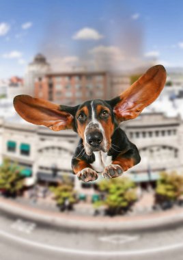 a basset hound with giant flapping ears flying over a city clipart