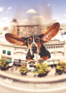 a basset hound with giant flapping ears flying over a city clipart