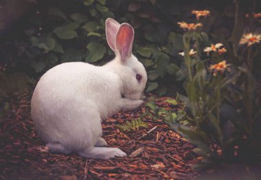 white rabbit cleaning its face  clipart
