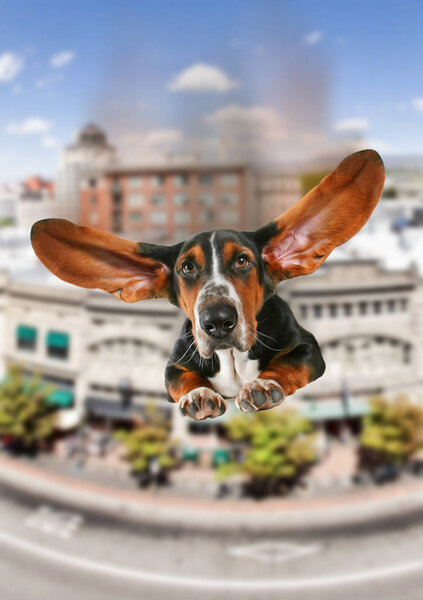 a basset hound with giant flapping ears flying over a city