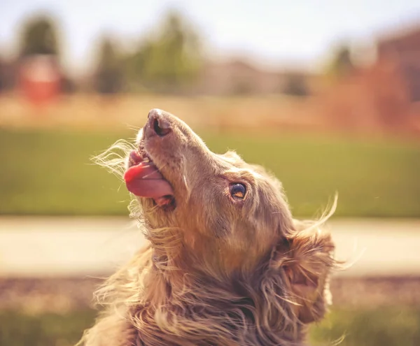 A miniature long haired dachshund with his tongue out — Stock Photo, Image