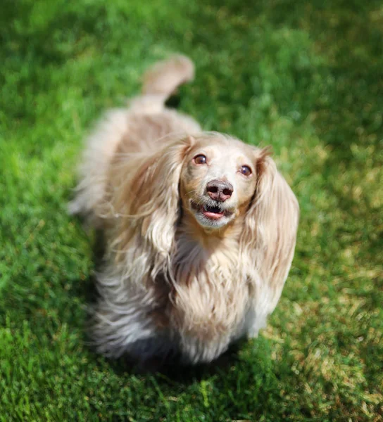 Um dachshund de cabelos compridos em miniatura no parque — Fotografia de Stock