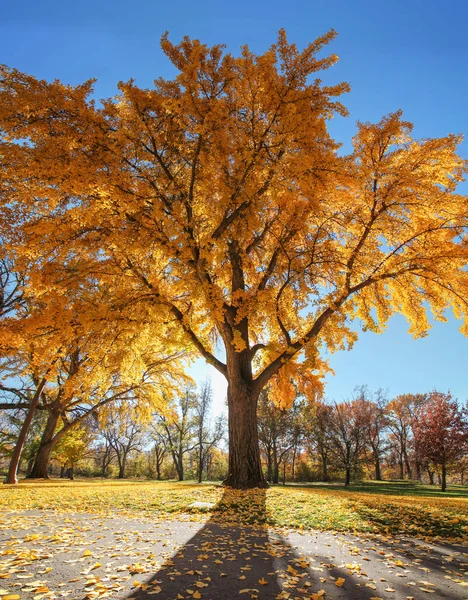 Een grote oranje bomen vol blaadjes in het park — Stockfoto