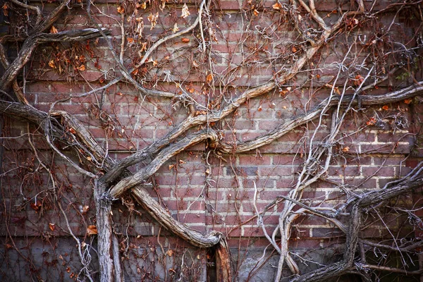 Videiras crescendo em uma parede de tijolo velho — Fotografia de Stock
