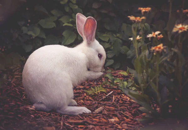 Conejo blanco limpiando su cara — Foto de Stock