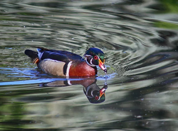 Canard en bois nageant dans un étang — Photo