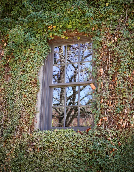 Виноградные лозы, растущие на старой кирпичной стене — стоковое фото