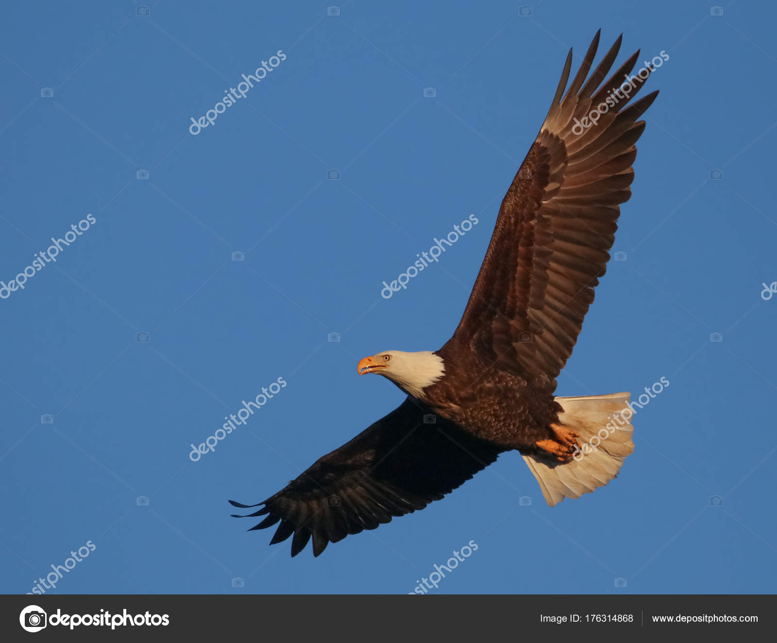 Eagle Searching For Food Stock Photo C Graphicphoto 176314868