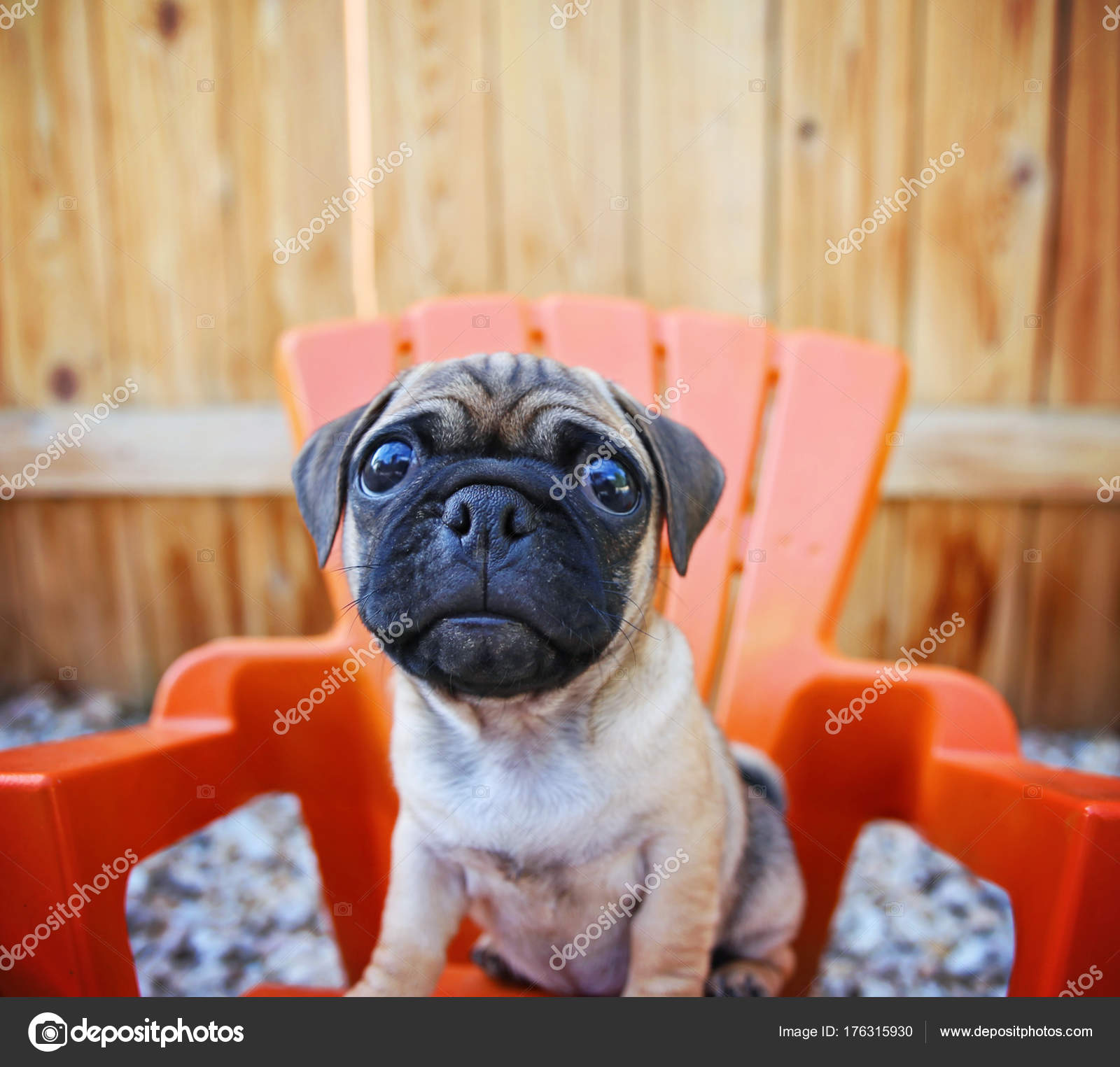 A Cute Chihuahua Pug Mix Puppy Chug Looking At The Camera Wit Stock Photo Image By C Graphicphoto 176315930