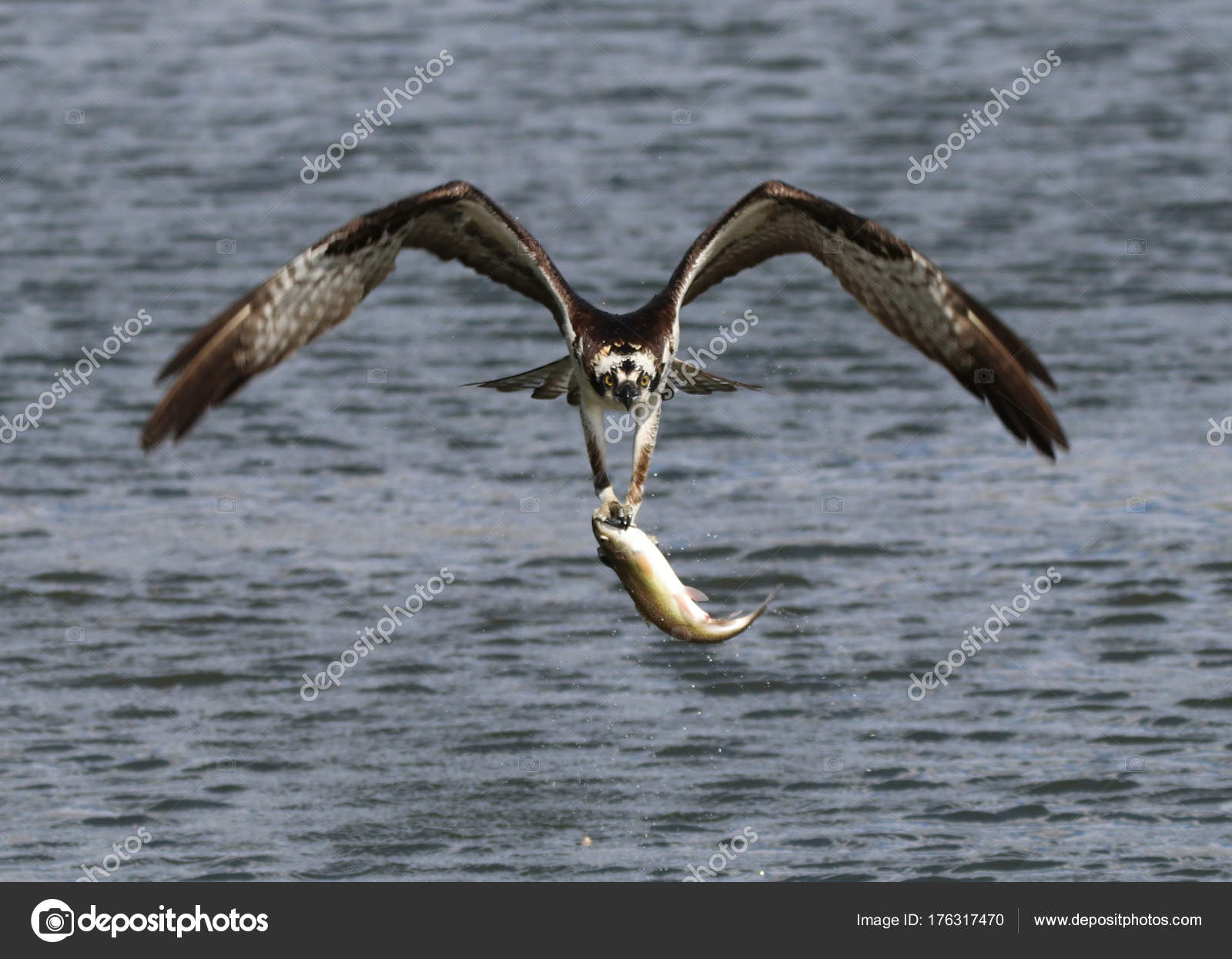 Osprey hunting for fish — Stock Photo © graphicphoto 176317470