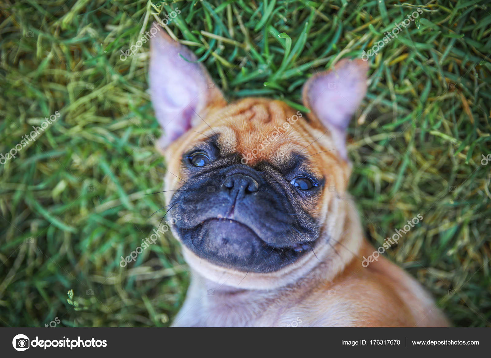 Chiwawa mops mix 2025