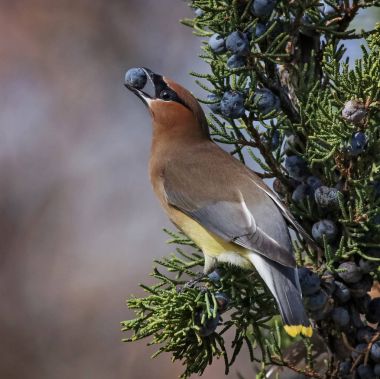 juniper berry yeme bir ağacındaki bir sedir ipekkuyruk 