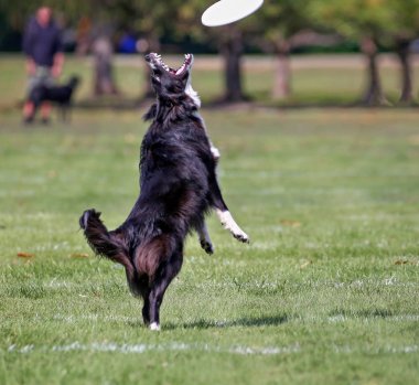 getirme yerel bir ortak parkta oynayan köpek
