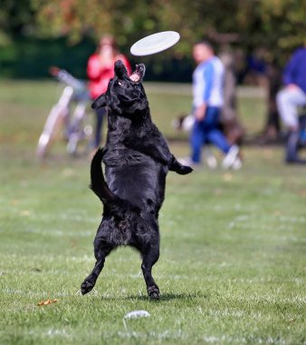 Eğleniyor genel bir parkta köpek 