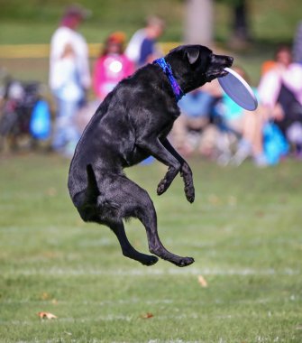 Eğleniyor genel bir parkta köpek 
