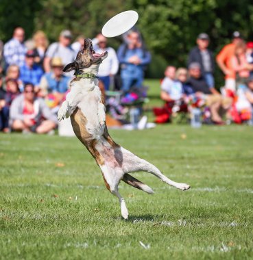 Eğleniyor genel bir parkta köpek 