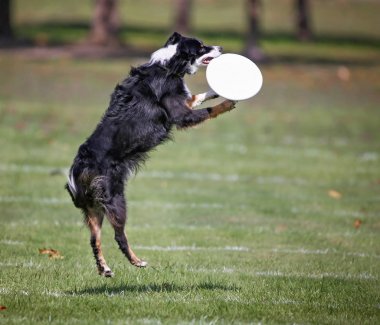 Eğleniyor genel bir parkta köpek 