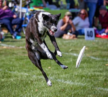 Eğleniyor genel bir parkta köpek 