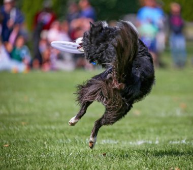 Eğleniyor genel bir parkta köpek 