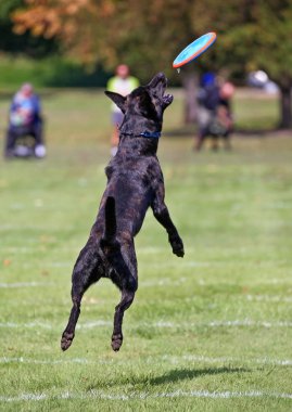 Eğleniyor genel bir parkta köpek 