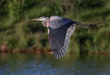 great blue heron flying over the water clipart