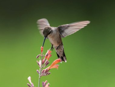 Beautiful hummingbird photo in a natural environment clipart