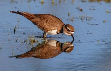 sıcak güneşli toplam Nehri yakınında bir bataklık besleme Kildeer'in