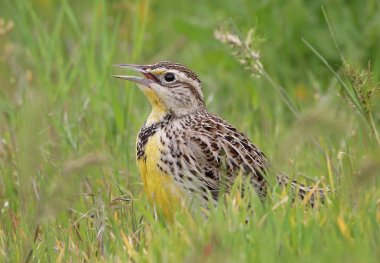 Batı meadowlark böcek yemeye arıyorum uzun otların içinde