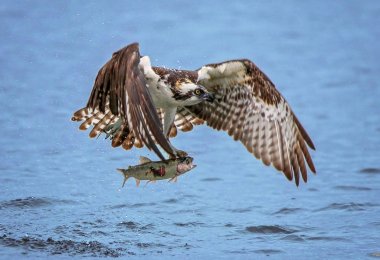 Osprey balık avı