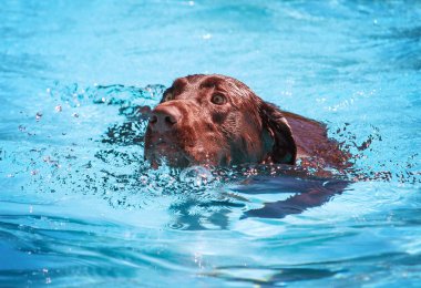 sevimli köpek ortak bir havuzda yüzme 