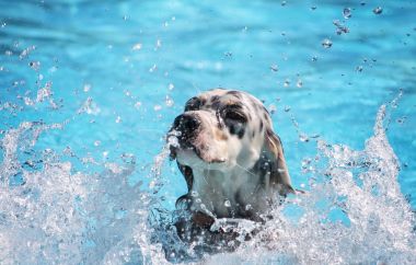 ortak bir havuzda yüzme köpek 