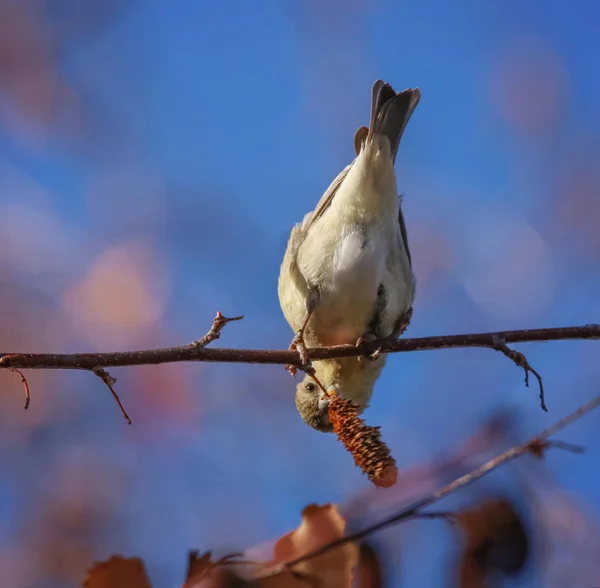 Bela foto de pássaro em um ambiente natural — Fotografia de Stock