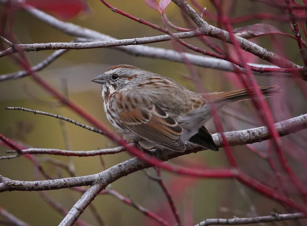 A cute little sparrow or house finch sitting on a branch during — Stock Photo, Image