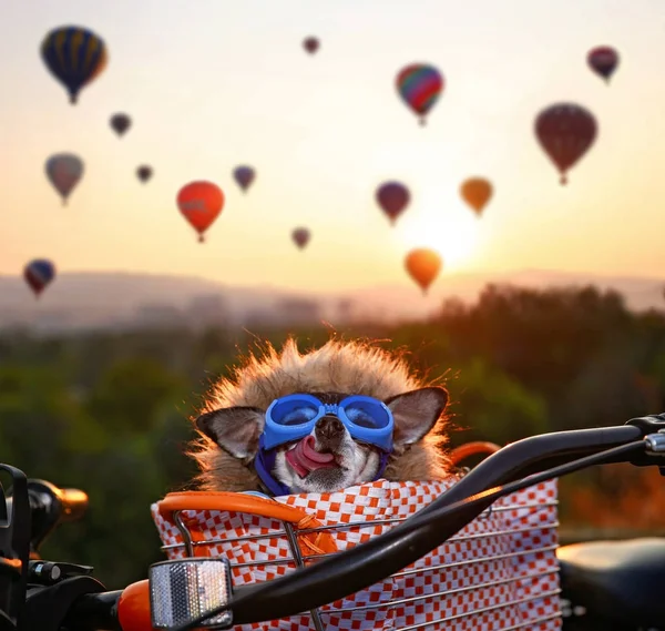 Un adorable chihuahua en una cesta de bicicleta en un globo de aire caliente l —  Fotos de Stock